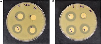 Corn distiller’s dried grains with solubles as a target for fermentation to improve bioactive functionality for animal feed and as a source for a novel microorganism with antibacterial activity